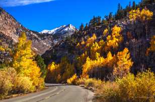 Aspens along road to South Lake-9537